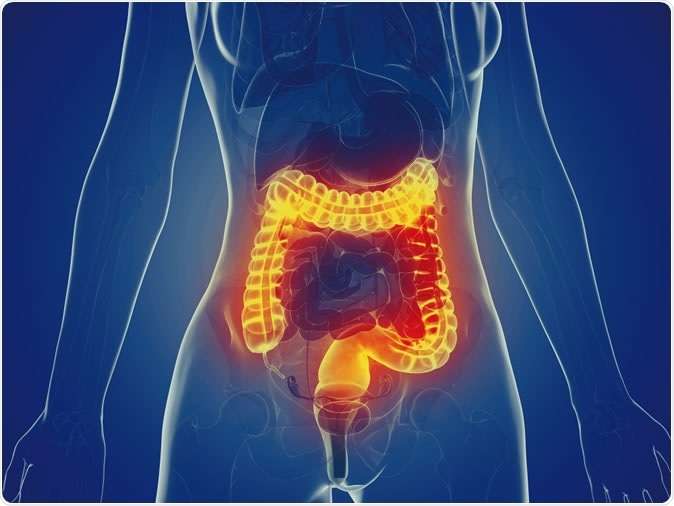 cuerpo humano con intestino en fosforito