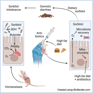 dieta y antibioticos con intolerancia al sorbitol